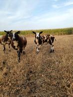 baggerbont lambokje , zeer mooie bok, Dieren en Toebehoren, Mannelijk, Schaap, 0 tot 2 jaar