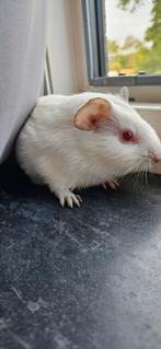 Caviabeertje, Dieren en Toebehoren, Knaagdieren, Cavia, Augustus, Mannelijk, Tam
