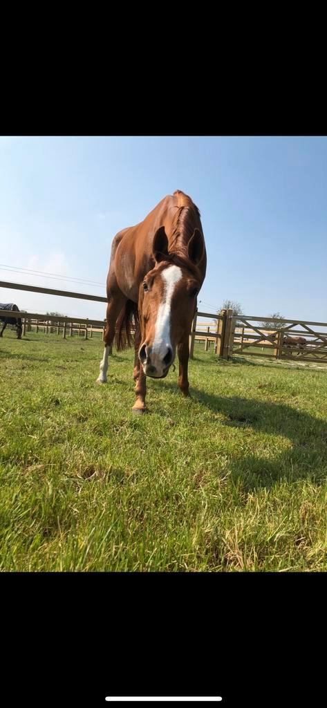 Te koop!, Dieren en Toebehoren, Paarden, Ruin, L, 165 tot 170 cm, 7 tot 10 jaar, Recreatiepaard, Met stamboom, Gechipt, Ontwormd