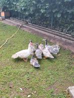 Jonge barberie eenden, Dieren en Toebehoren, Pluimvee, Meerdere dieren, Eend
