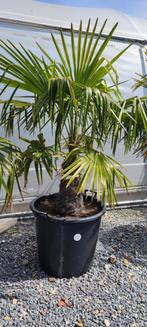 Tige de Trachycarpus fortunei 50, Jardin & Terrasse, Enlèvement ou Envoi
