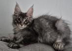 Maine coon kittens geboren in Brussel 26.06.2025., Kater, Gechipt, 0 tot 2 jaar