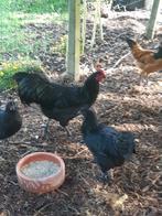 Australorp hennen en hanen, Dieren en Toebehoren, Kip