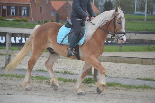 Leuke haflinger ruin, Dieren en Toebehoren, Pony's, Ruin