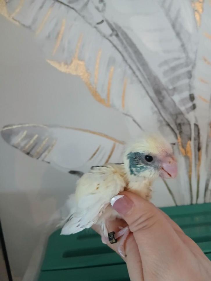 Kakariki voor handopfok, Dieren en Toebehoren, Vogels | Parkieten en Papegaaien, Parkiet, Geslacht onbekend, Tam, Geringd