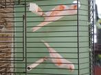 Rood mozaïek, Dieren en Toebehoren, Vogels | Kanaries, Meerdere dieren, Kleurkanarie