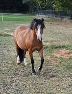 Welsh A merrie 2,5 jaar oud, Dieren en Toebehoren, Pony's, Merrie, Gechipt, 0 tot 2 jaar, A pony (tot 1.17m)
