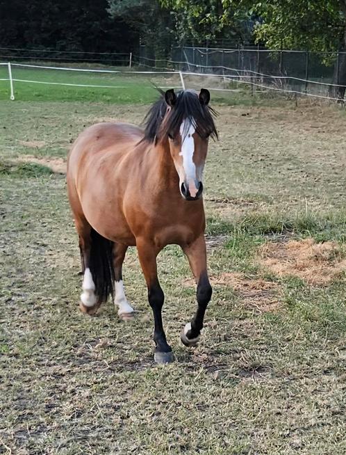 Welsh A merrie 2,5 jaar oud, Dieren en Toebehoren, Pony's, Merrie, Onbeleerd, A pony (tot 1.17m), 0 tot 2 jaar, Met stamboom, Gechipt