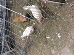 Broedeieren van legkippen, Dieren en Toebehoren, Vogels | Overige Vogels