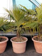 Winterharde palmboom, Tuin en Terras, Ophalen