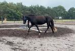 Halve stal gezocht, Dieren en Toebehoren, Paarden, Merrie, L