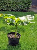 Musa basjoo (Japanse vezelbanaan), Ophalen, Lente, Vaste plant, Volle zon