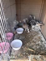 Duiven te koop takla turkse, Dieren en Toebehoren