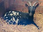 Lieve tamme dwerggeit, Dieren en Toebehoren, Schapen, Geiten en Varkens