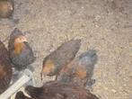 brahma krielen, Dieren en Toebehoren, Pluimvee, Meerdere dieren, Kip