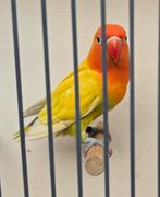 Pastelino/Opaline man 2025 met dna, Mâle, Perroquet nain ou Inséparable, Bagué