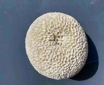 Witte ronde koraal 17 x 13,5 cm beschikbaar voor biedingen