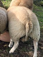 2 jonge rammen 6 maand en 1 ooi 5 maand ( 50 % franse texel, Dieren en Toebehoren