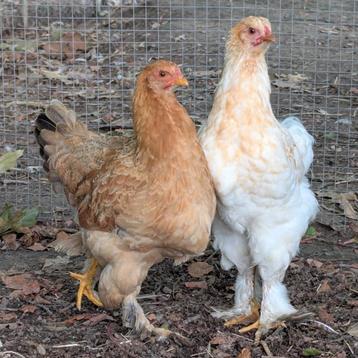 Brahma hennen jonge kippen  beschikbaar voor biedingen