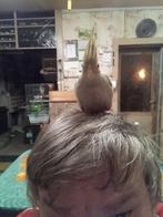 Handtamme valkparkiet. Pop (DNA gesekst), Dieren en Toebehoren, Vogels | Parkieten en Papegaaien, Vrouwelijk, Parkiet, Geringd