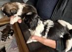 Shih Tzu pups, Rabiës, België, Fokker | Hobbymatig, Overige rassen