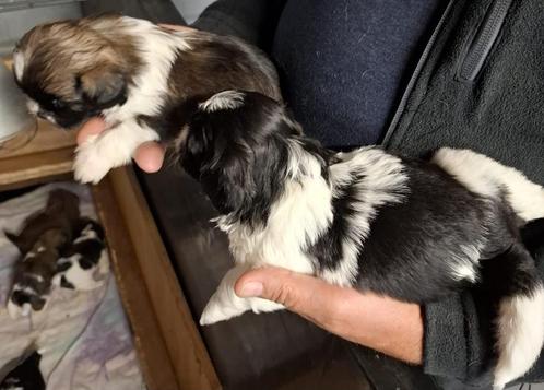 Shih Tzu pups, Dieren en Toebehoren, Honden | Chihuahua's en Gezelschapshonden, Meerdere dieren, Overige rassen, Fokker | Hobbymatig