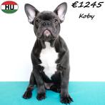 Koby & Komet Franse Bulldog reuen - pups te koop, Dieren en Toebehoren, 15 weken tot 1 jaar, Buitenland, CDV (hondenziekte), Meerdere