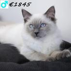 Ragdoll - kittens te koop, Dieren en Toebehoren, Meerdere dieren, Gechipt, 0 tot 2 jaar
