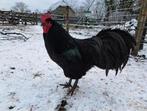 Jonge australorp, Dieren en Toebehoren, Pluimvee