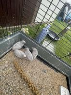 Chinese dwergkwartel mannetjes te koop, Dieren en Toebehoren
