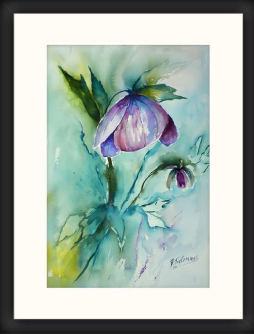 Kunstprint van Helleborus met galerielijst en passepartout, Antiek en Kunst, Kunst | Schilderijen | Klassiek, Verzenden