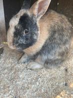 Konijn Japanner, Dieren en Toebehoren