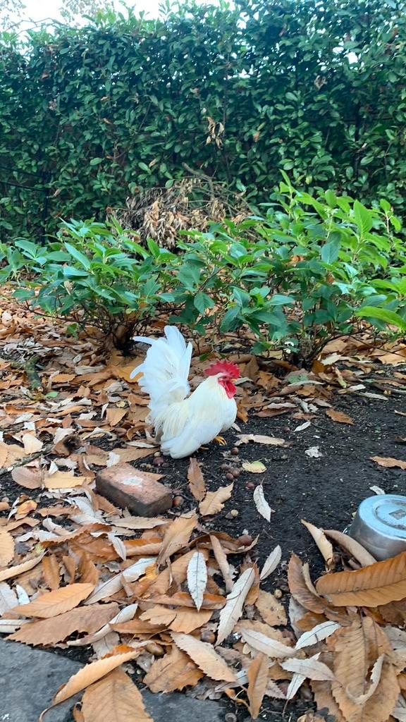 Raszuivere chabo  laagbenige haan geringd,, Dieren en Toebehoren, Pluimvee, Kip