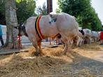 7 jarige ingeschreven stier, Dieren en Toebehoren, Runderen, Mannelijk, 7 tot 10 jaar