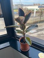 Ficus 50cm, Huis en Inrichting, Kamerplanten, Ophalen, Ficus