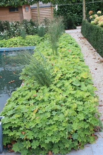 Bodembedekker geranium snelgroeiend beschikbaar voor biedingen