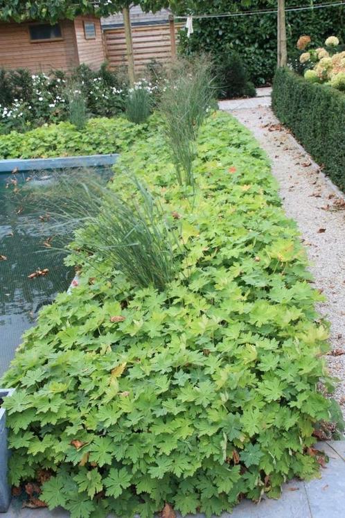 Bodembedekker geranium snelgroeiend, Tuin en Terras, Planten | Tuinplanten, Ophalen of Verzenden