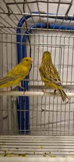 Couple Canaris Agathe jaune 24/25, Dieren en Toebehoren, Vogels | Kanaries, Mannelijk