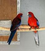 Pennant rosella kweekkoppel, Dieren en Toebehoren, Vogels | Parkieten en Papegaaien, Meerdere dieren, Parkiet, Geringd
