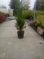 haagplanten, Tuin en Terras, Planten | Struiken en Hagen, Ophalen of Verzenden, Conifeer, Haag