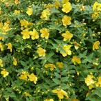 Hypericum/herfsthooi/sint janskruid, Tuin en Terras, Ophalen, Haag