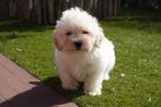 Prachtige Maltipoo pup (reutje, +/- 5kg), België, CDV (hondenziekte), 8 tot 15 weken, Meerdere