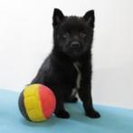 Schipperke pups te koop (Belgische), Dieren en Toebehoren, Honden | Herdershonden en Veedrijvers, België, CDV (hondenziekte), 8 tot 15 weken