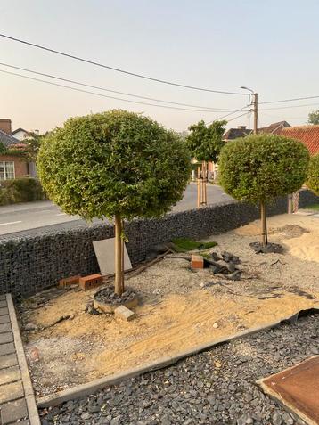 2 bomen, Enlèvement