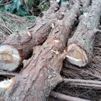 bois a donner Thuya, Tuin en Terras, Ophalen, Takken