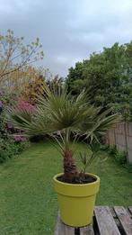 Mooie palm met pot, Tuin en Terras, Planten | Bomen, Ophalen of Verzenden