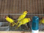 Kakariki lutino te koop, Meerdere dieren, Parkiet, Geringd