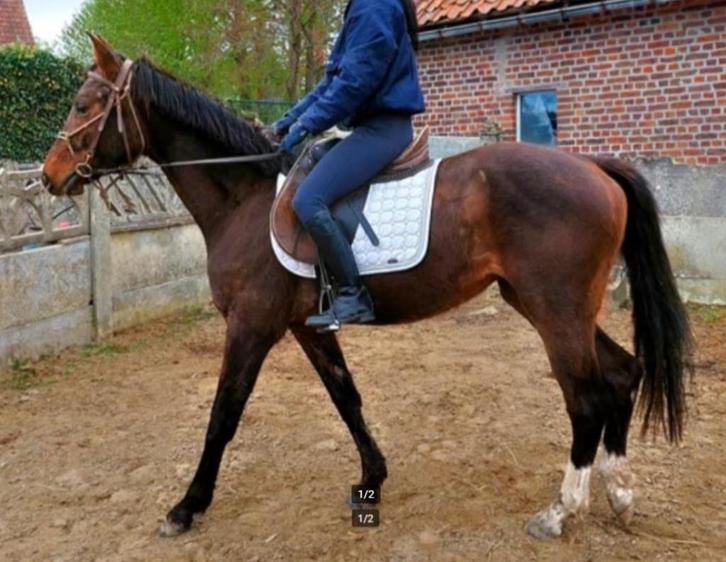 Prachtige jonge pony vader count on me Z merrie, Dieren en Toebehoren, Pony's, Merrie, Z, E pony (1.48m - 1.57m), Springpony, 3 tot 6 jaar