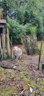 Ouessant gecastreerde witte  ram 6 maanden, Dieren en Toebehoren