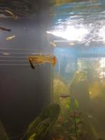 Jonge guppy's ,beginnen  op kleur  te komen,, Dieren en Toebehoren